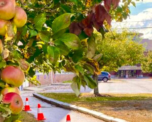 Apple tress on NHTI campus