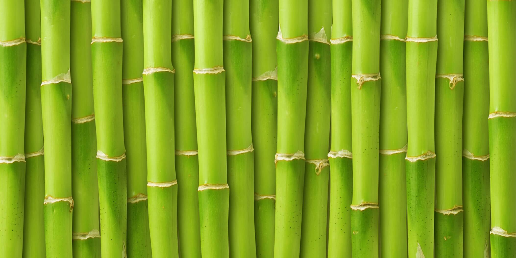 Make Your Own Bamboo Plant